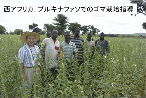 西アフリカ、ブルキナファソのゴマ栽培指導